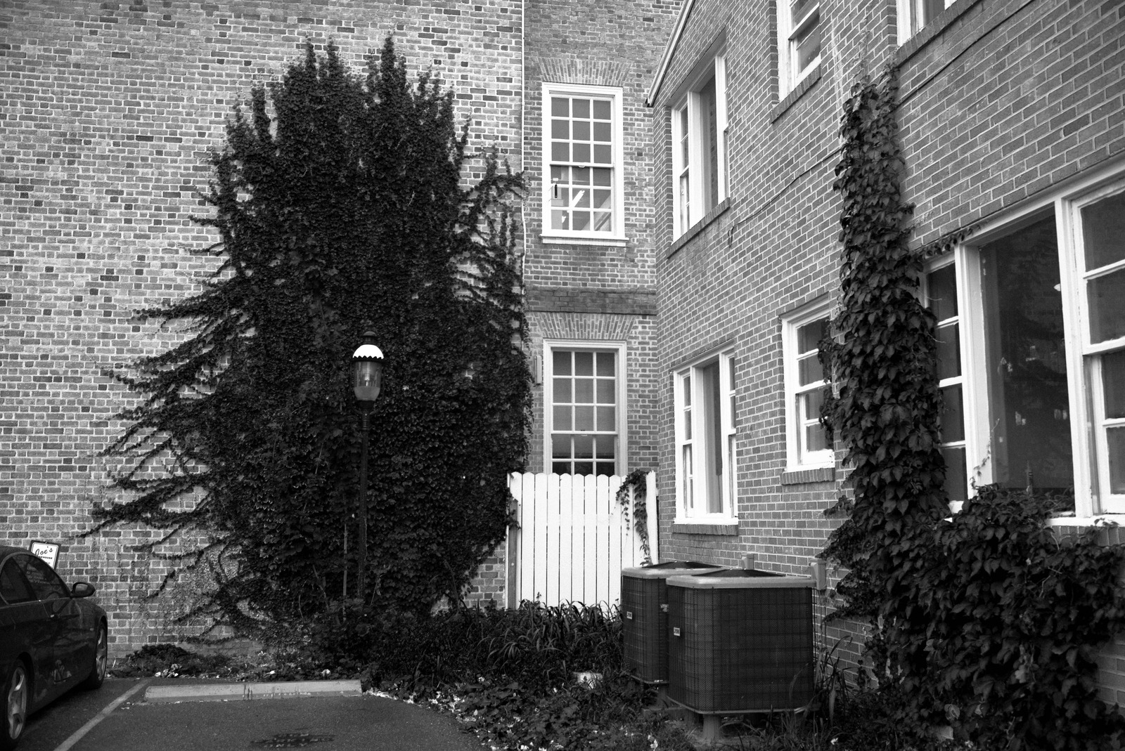 Urban Nature's Embrace