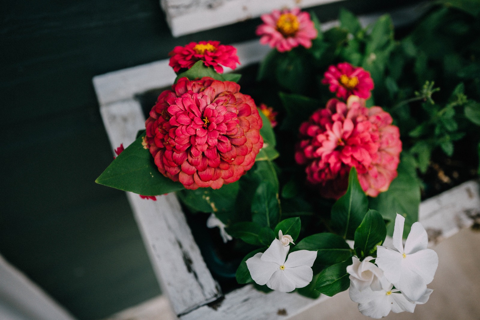 Vibrant Floral Harmony