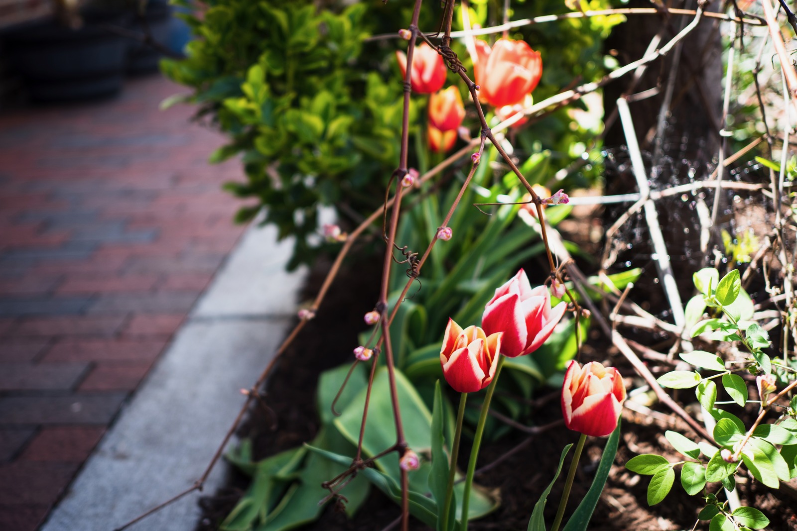 Vibrant Spring Awakening