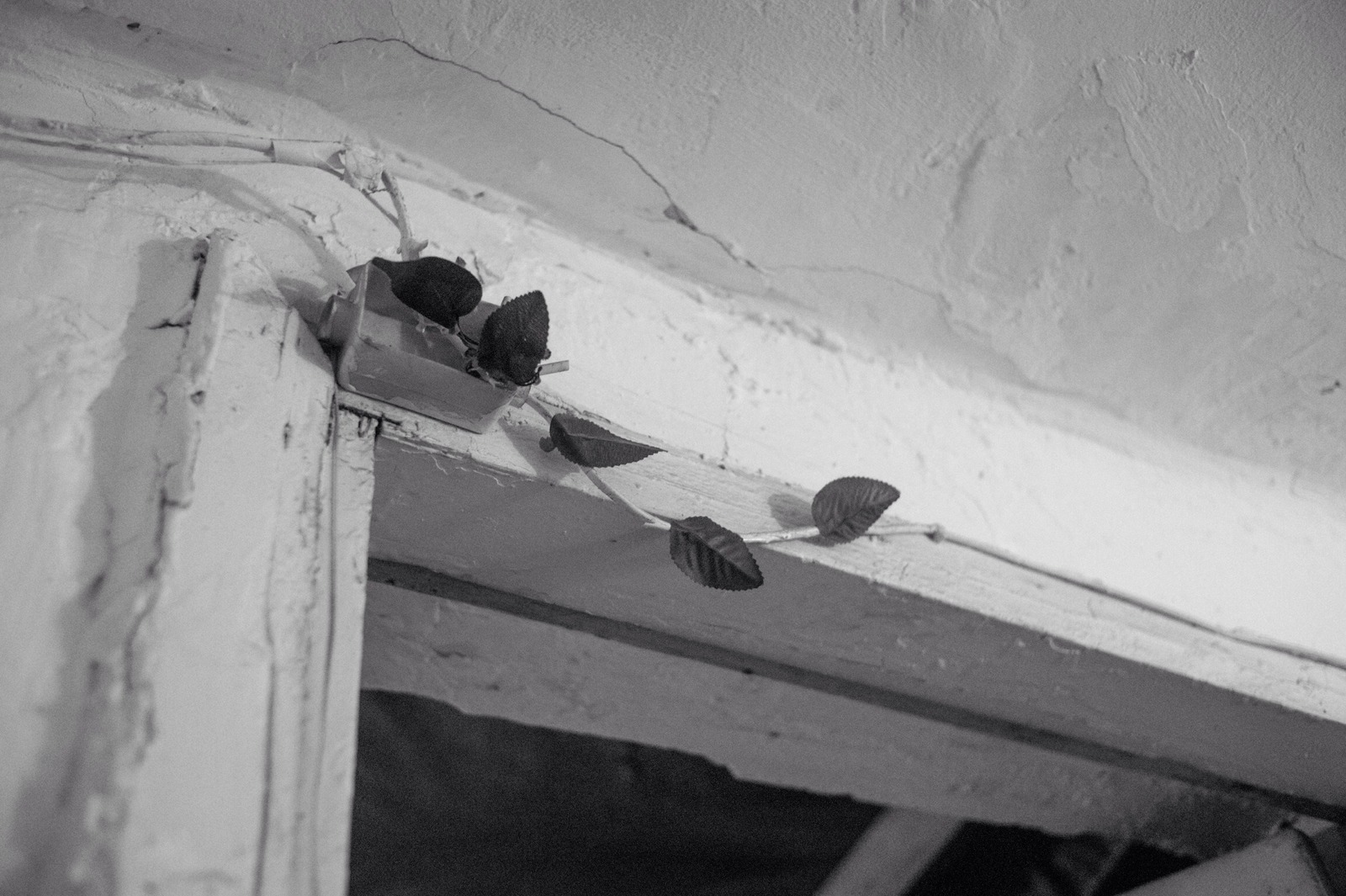 Nature's Quiet Resilience