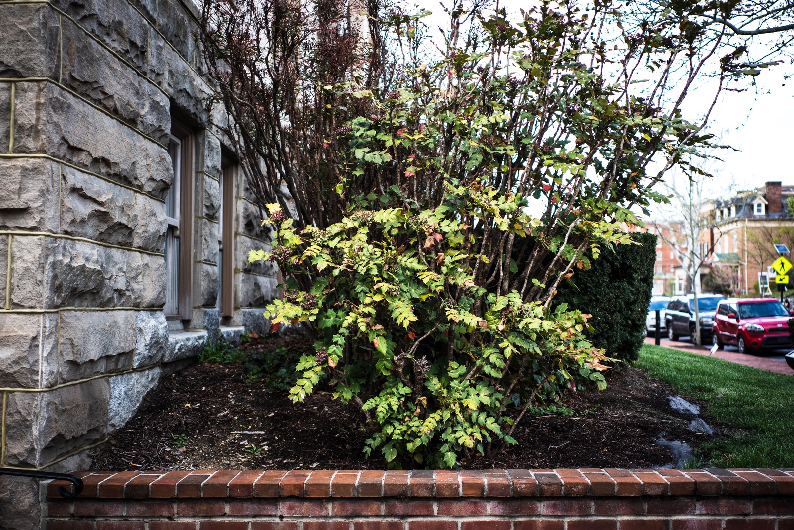 Urban Greenery by Stone