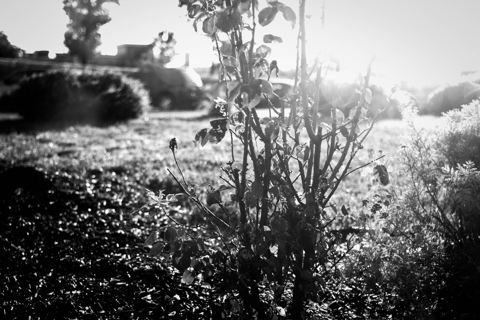 Contrasting Life in Shadows