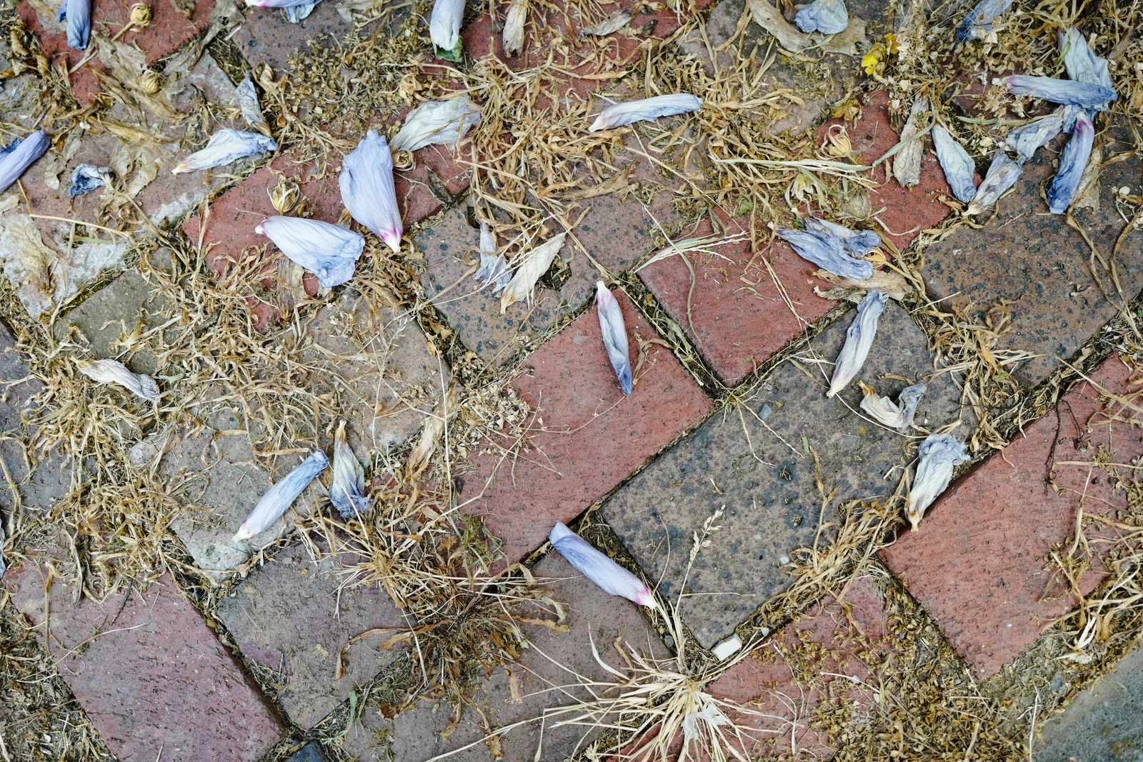 Nature's Quiet Farewell