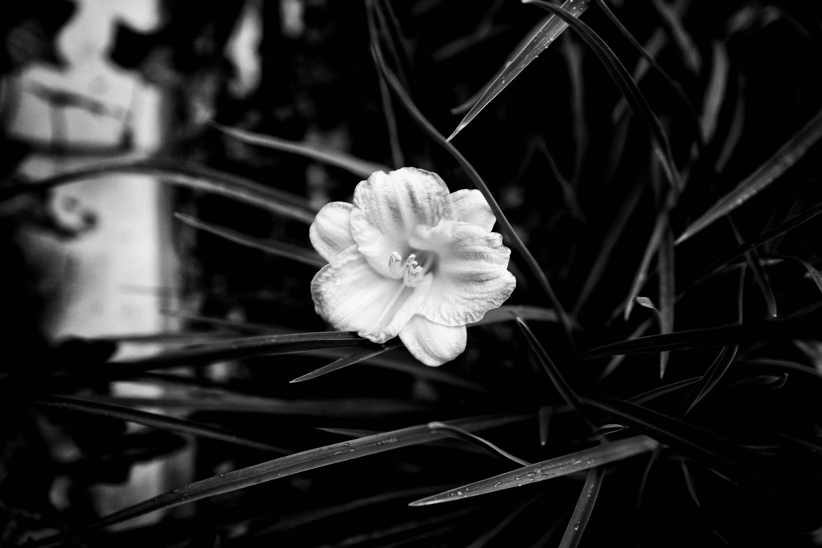 Solitary Bloom in Shadows