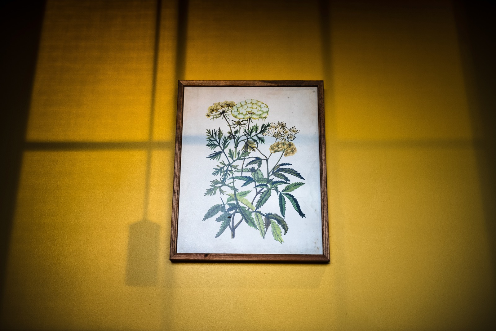 Nature's Art on Yellow Wall