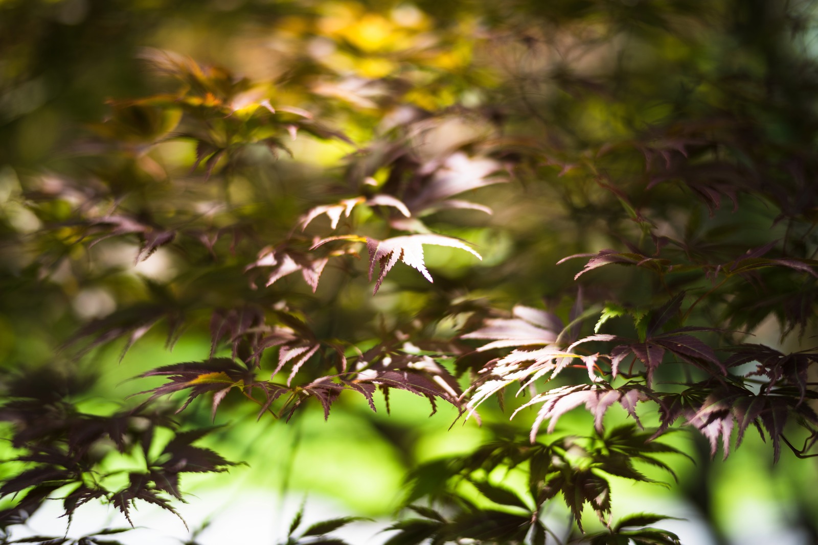 Whispers of Autumn Leaves