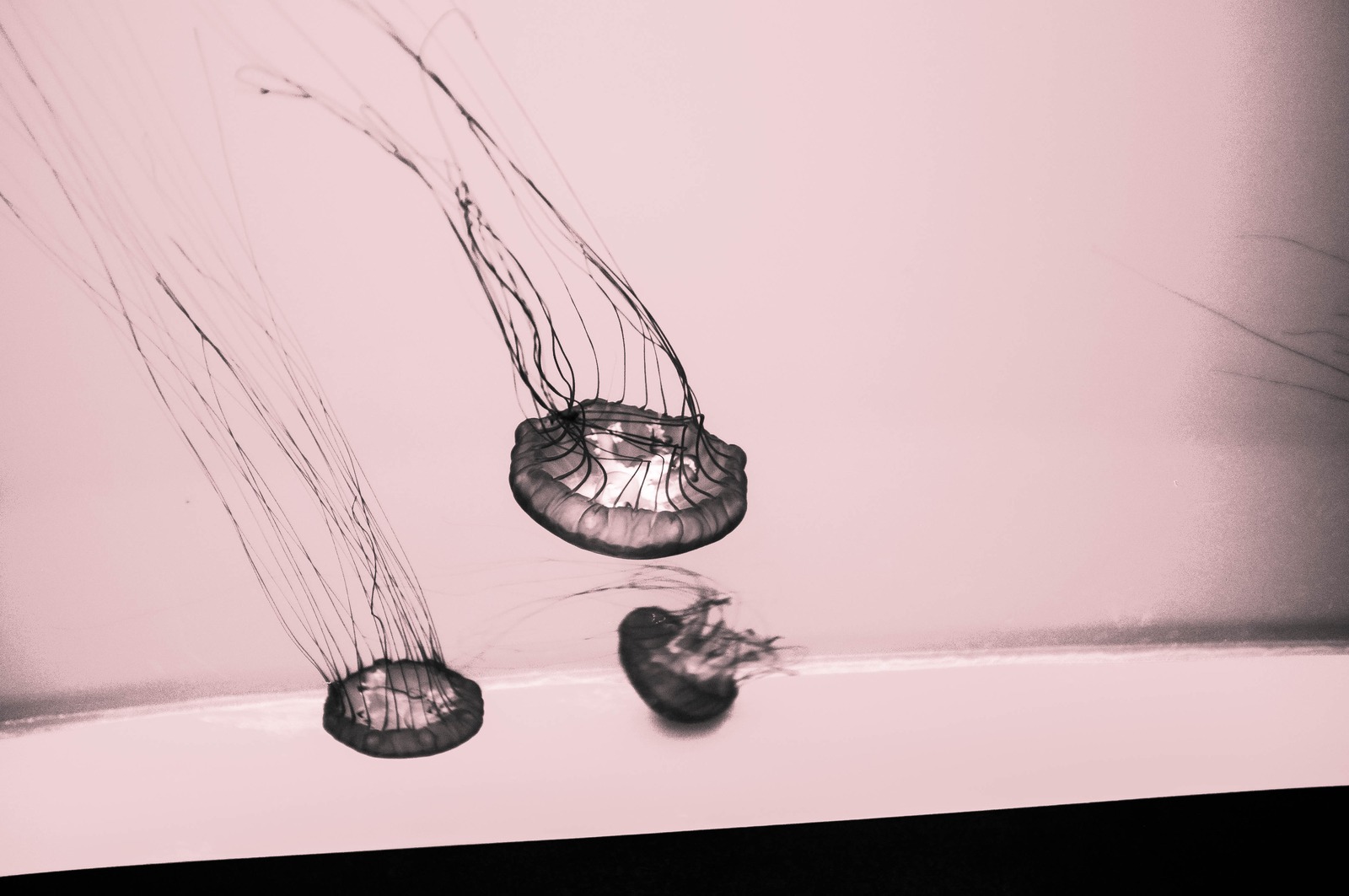 Graceful Ocean Dancers