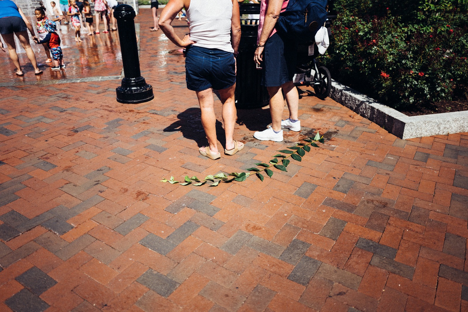 Summer's Simple Moment