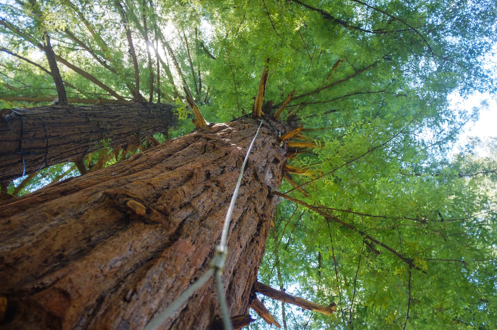 Reaching for the Canopy