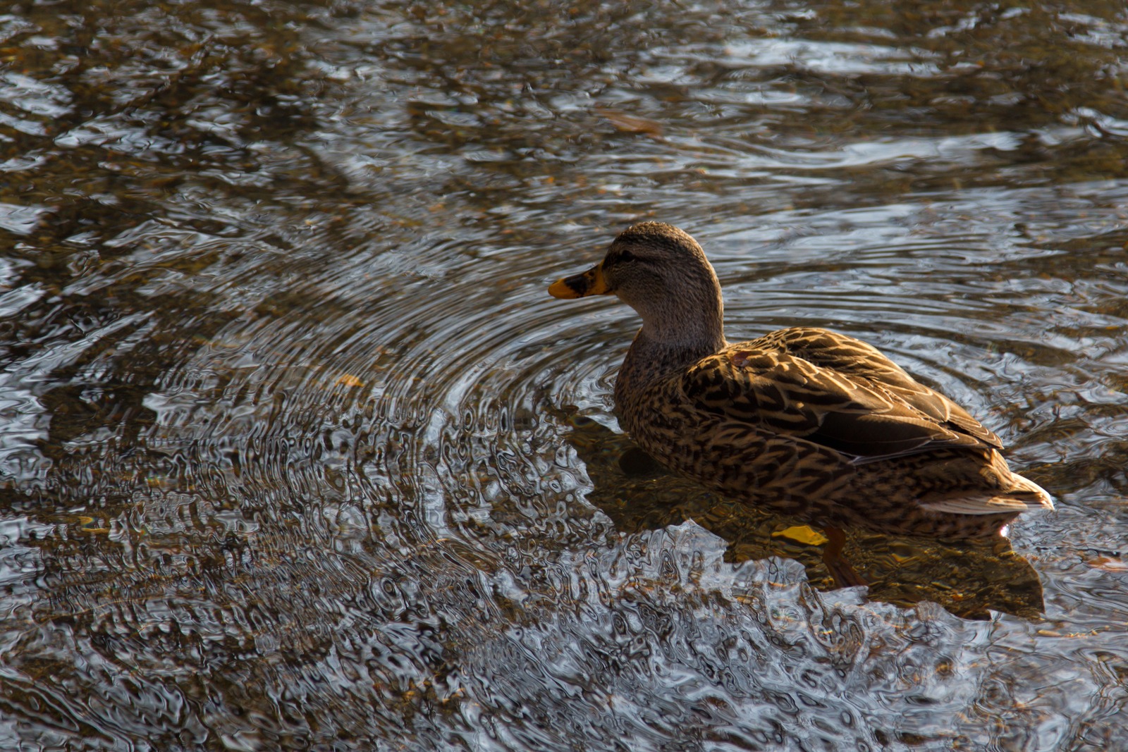 Serene Duck Amidst Ripples
