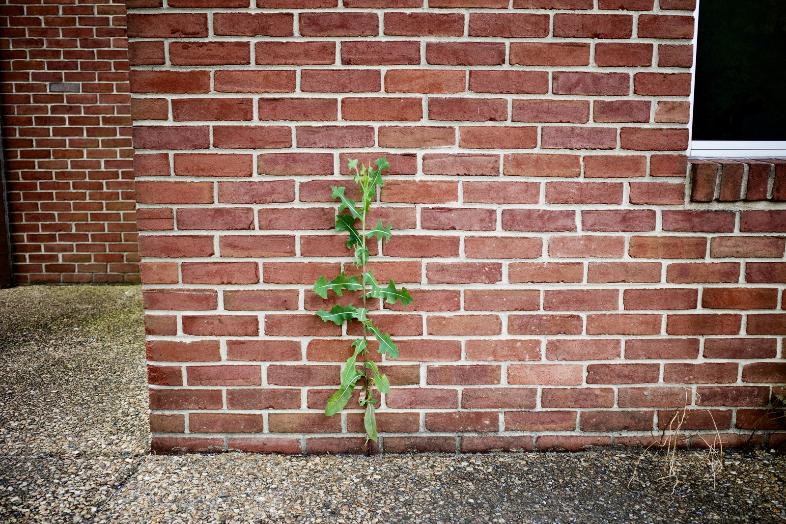 Resilience Against the Wall