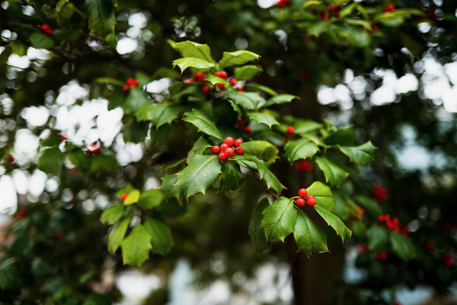 Berries Amidst Green Leaves