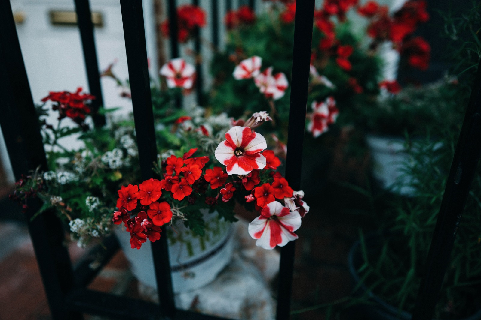 Floral Embrace Behind Bars