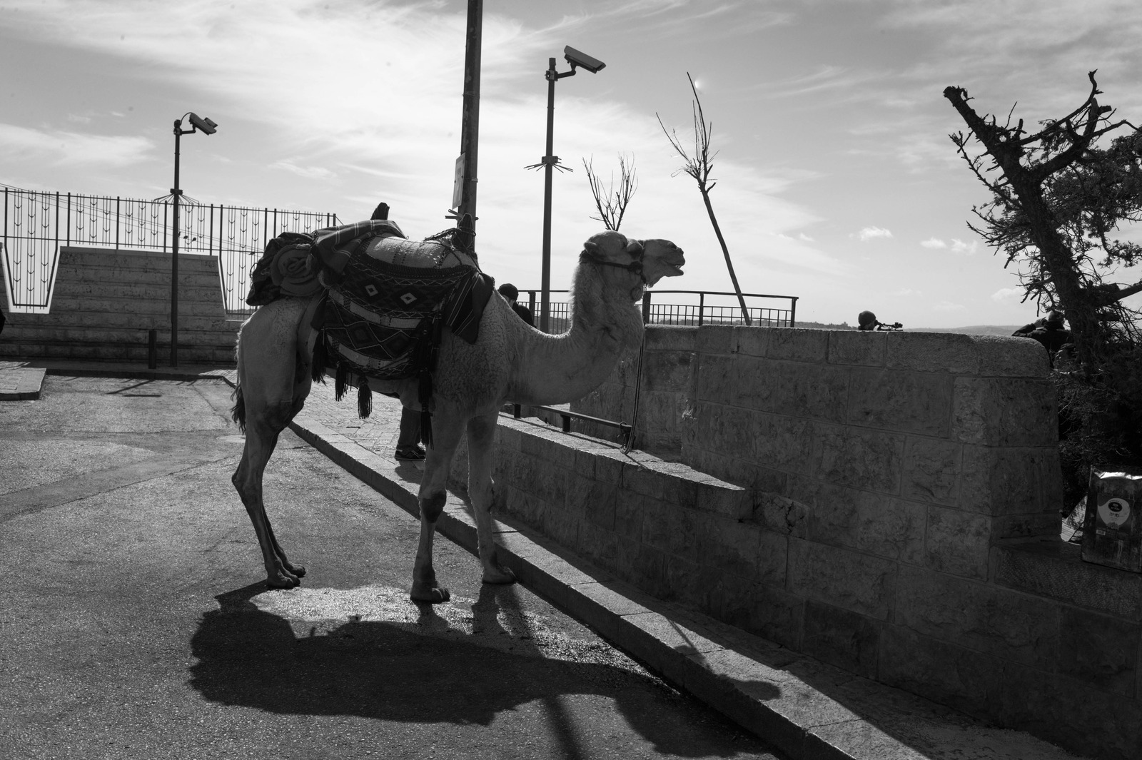 Solitary Camel at Dusk