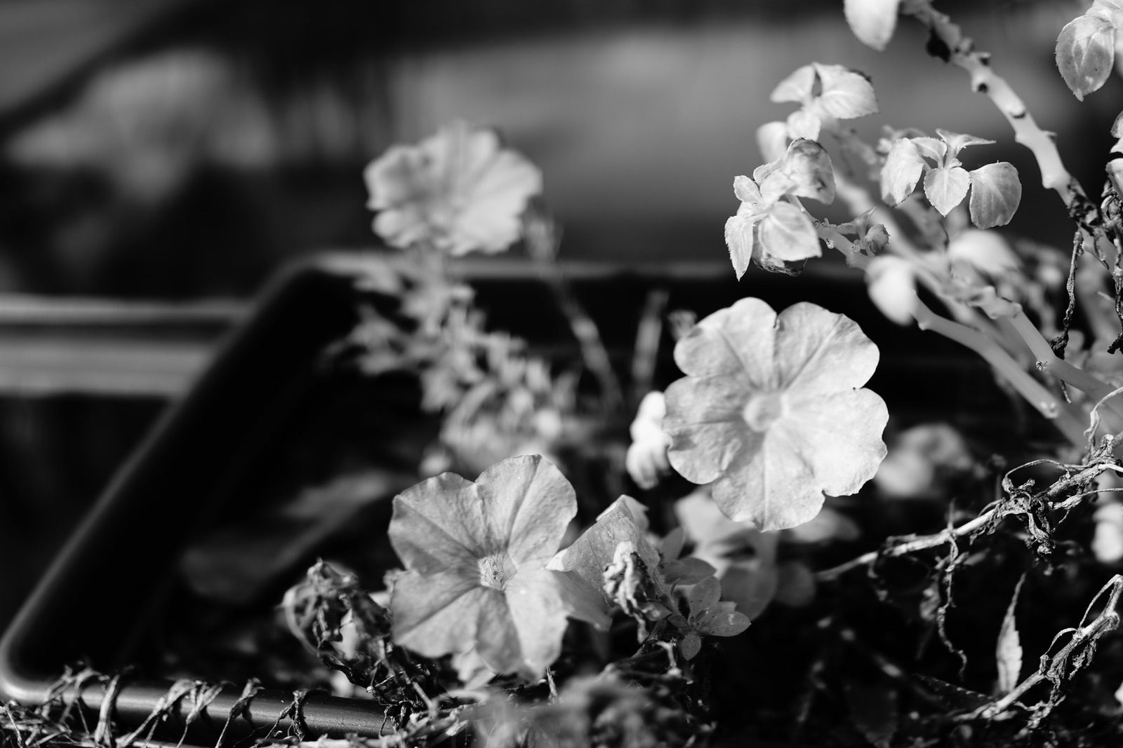 Whispers of Blossoms