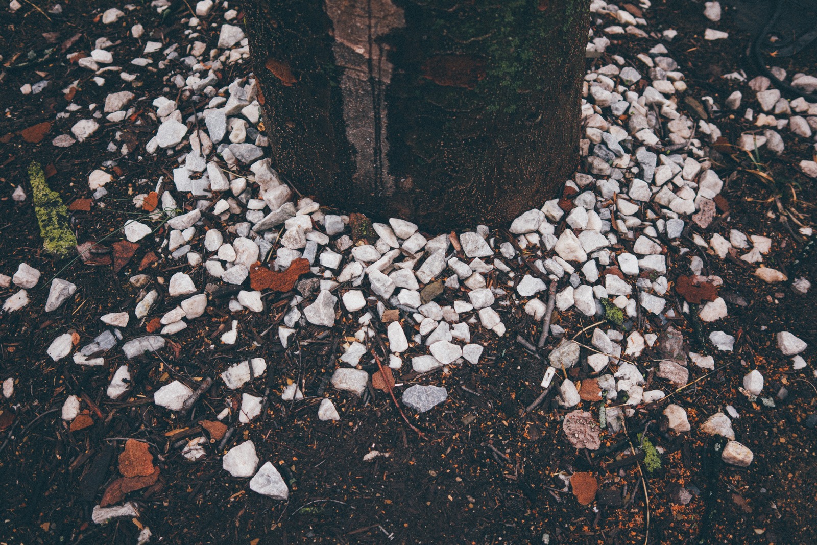 Nature's Grounded Elegance