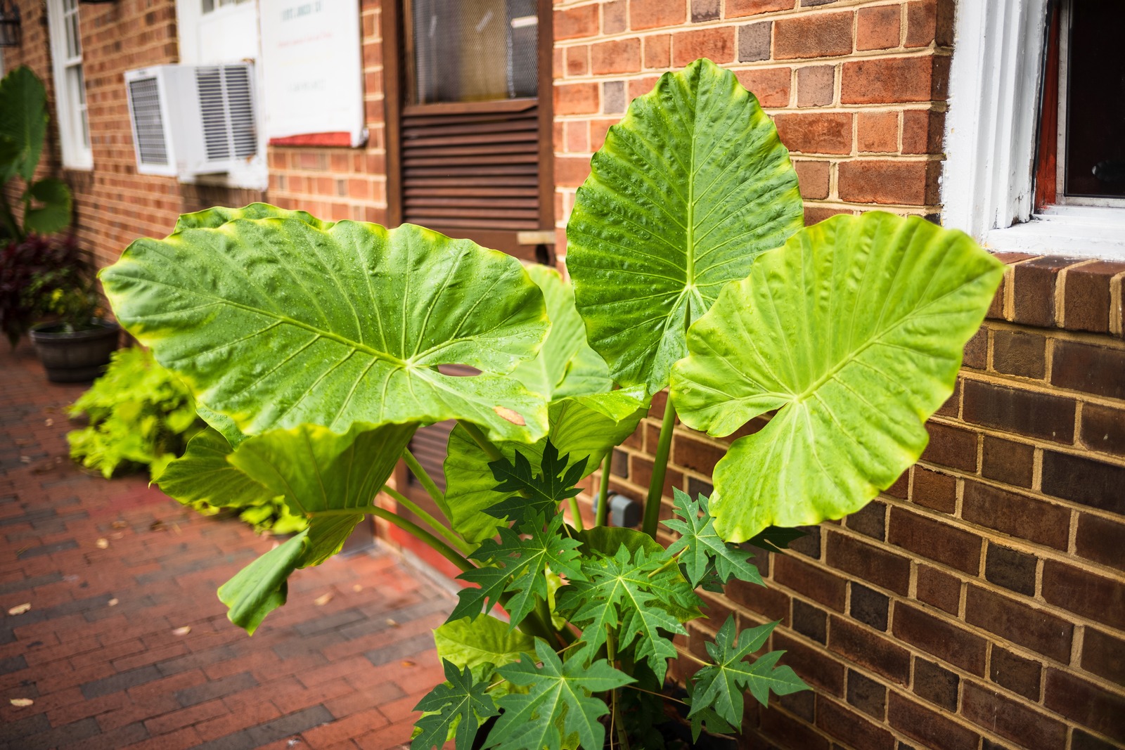 Vibrant Green Leaves Against Brick