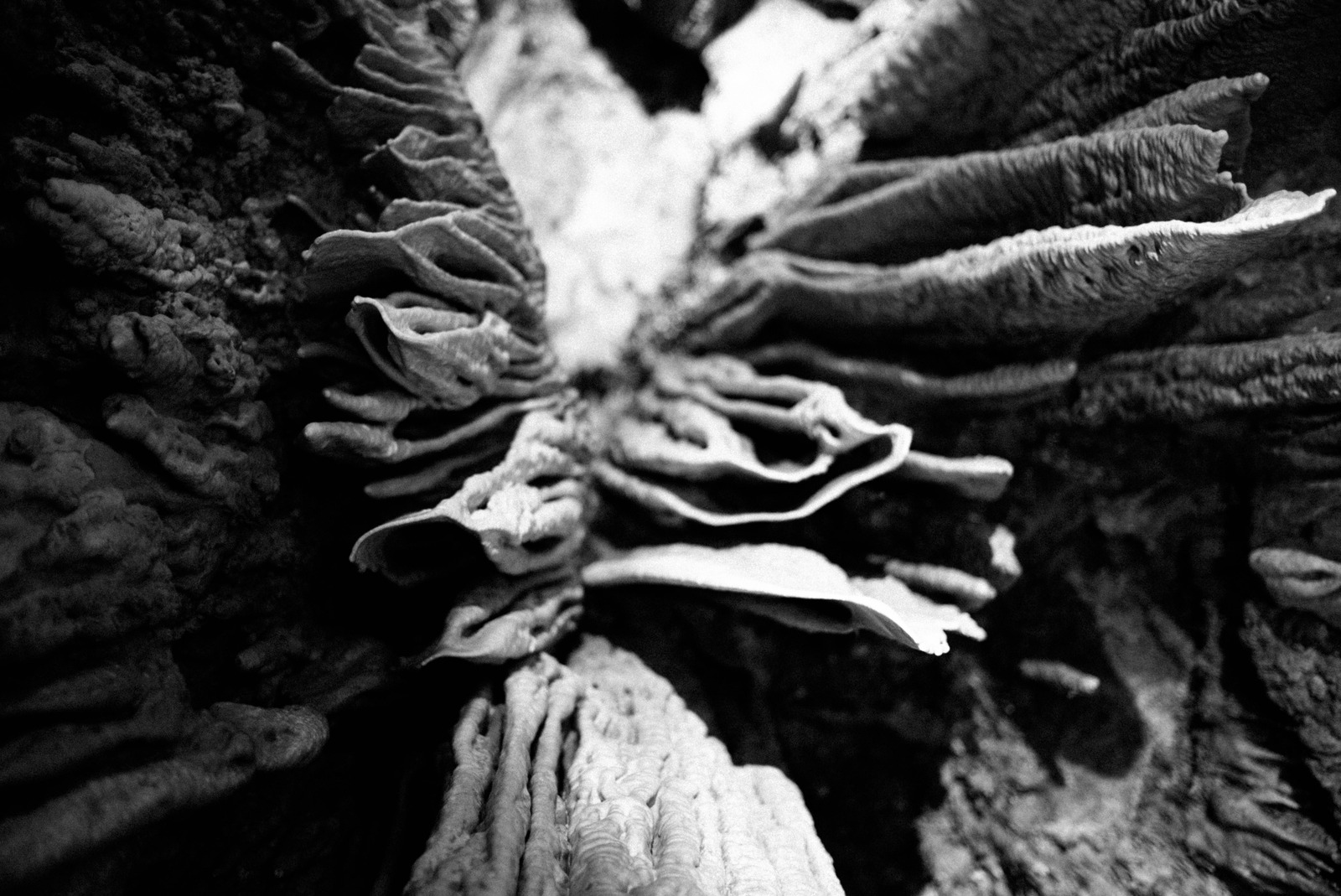 Intricate Nature's Layers