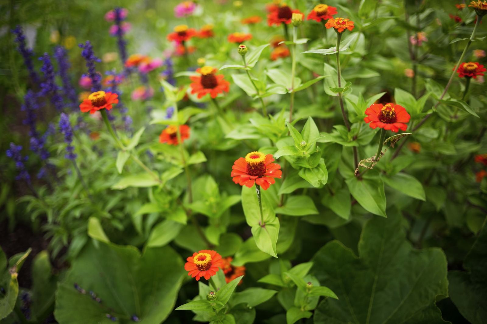 Vibrant Floral Tapestry