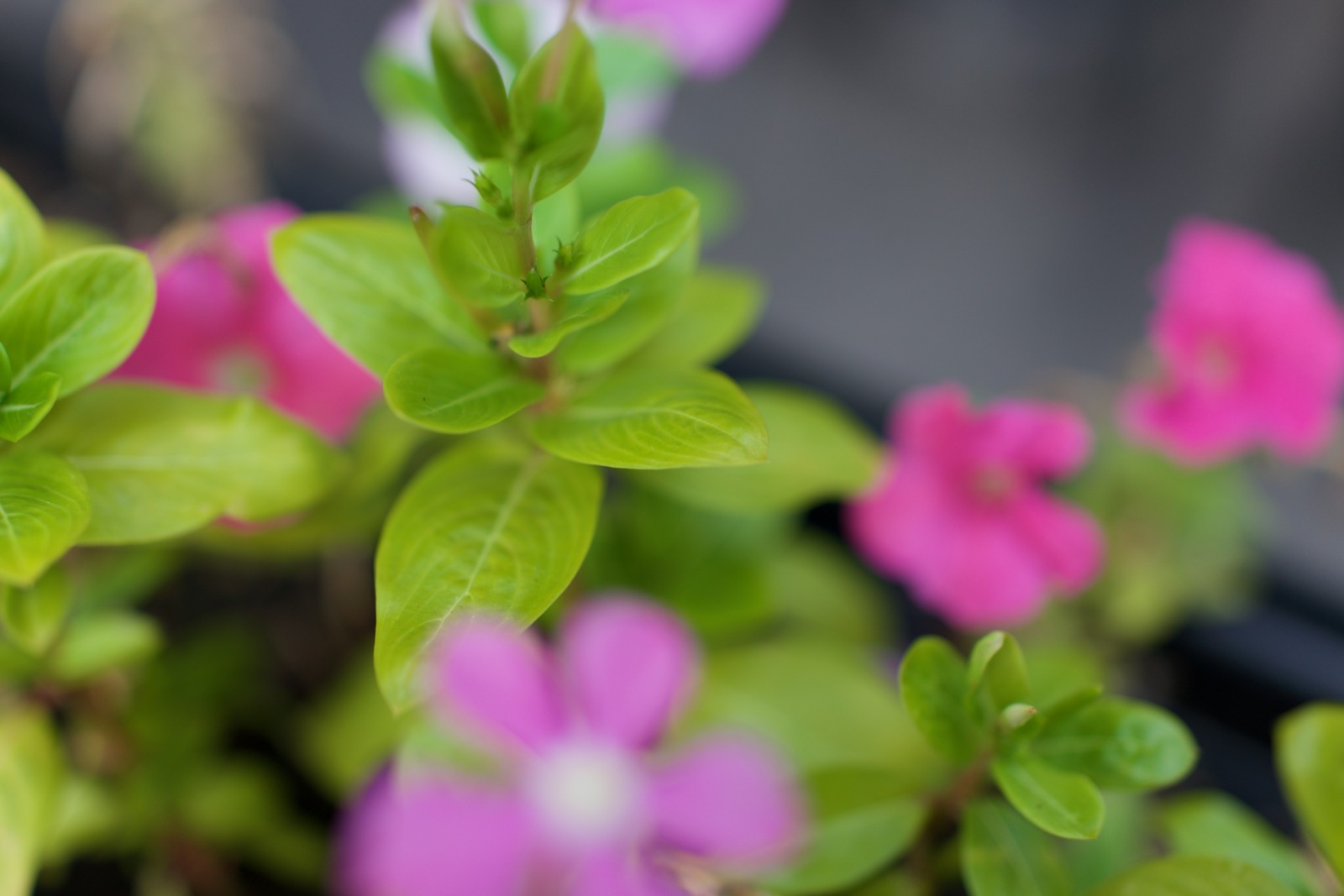 Soft Floral Serenity