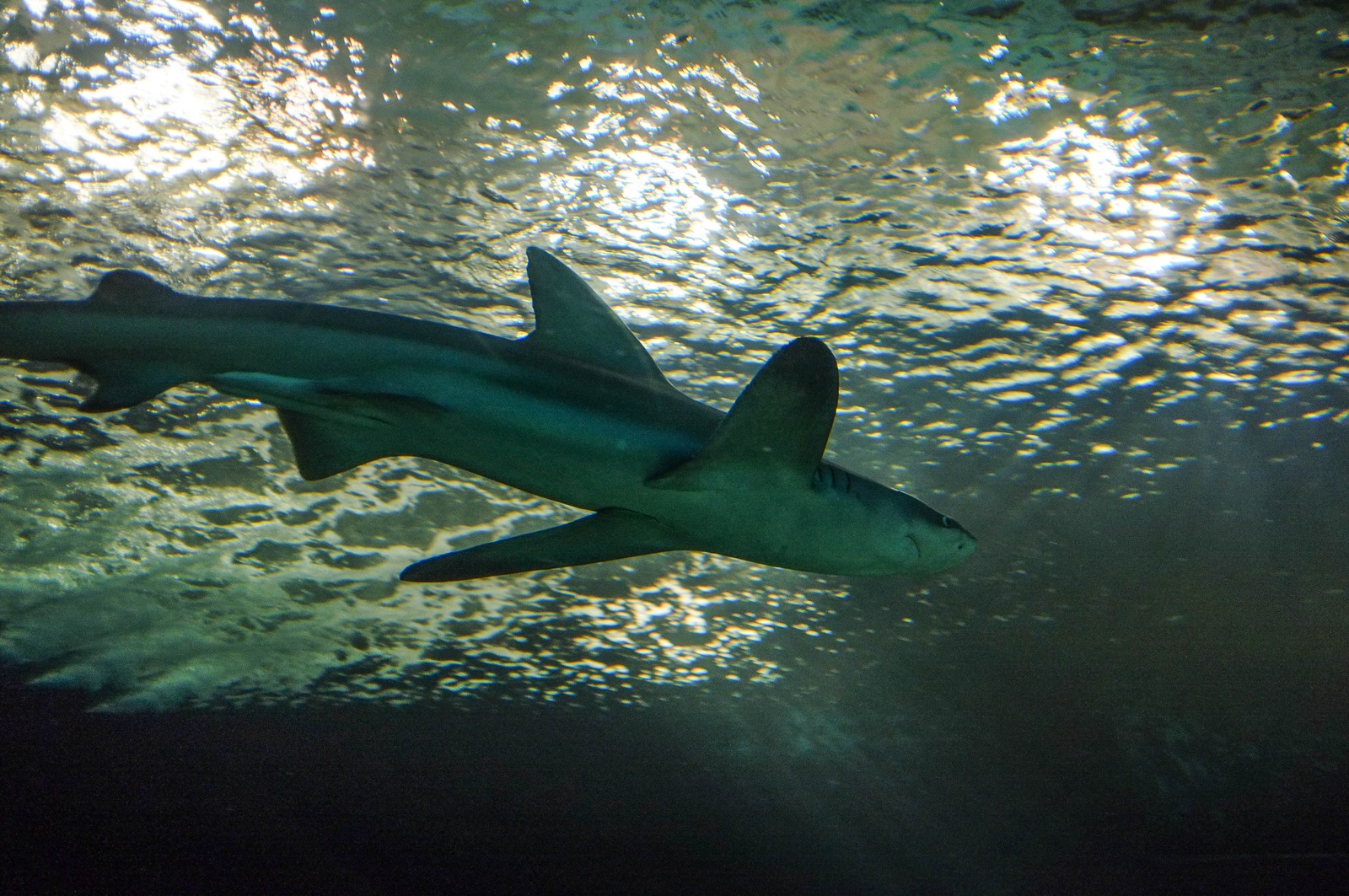 Graceful Underwater Glide