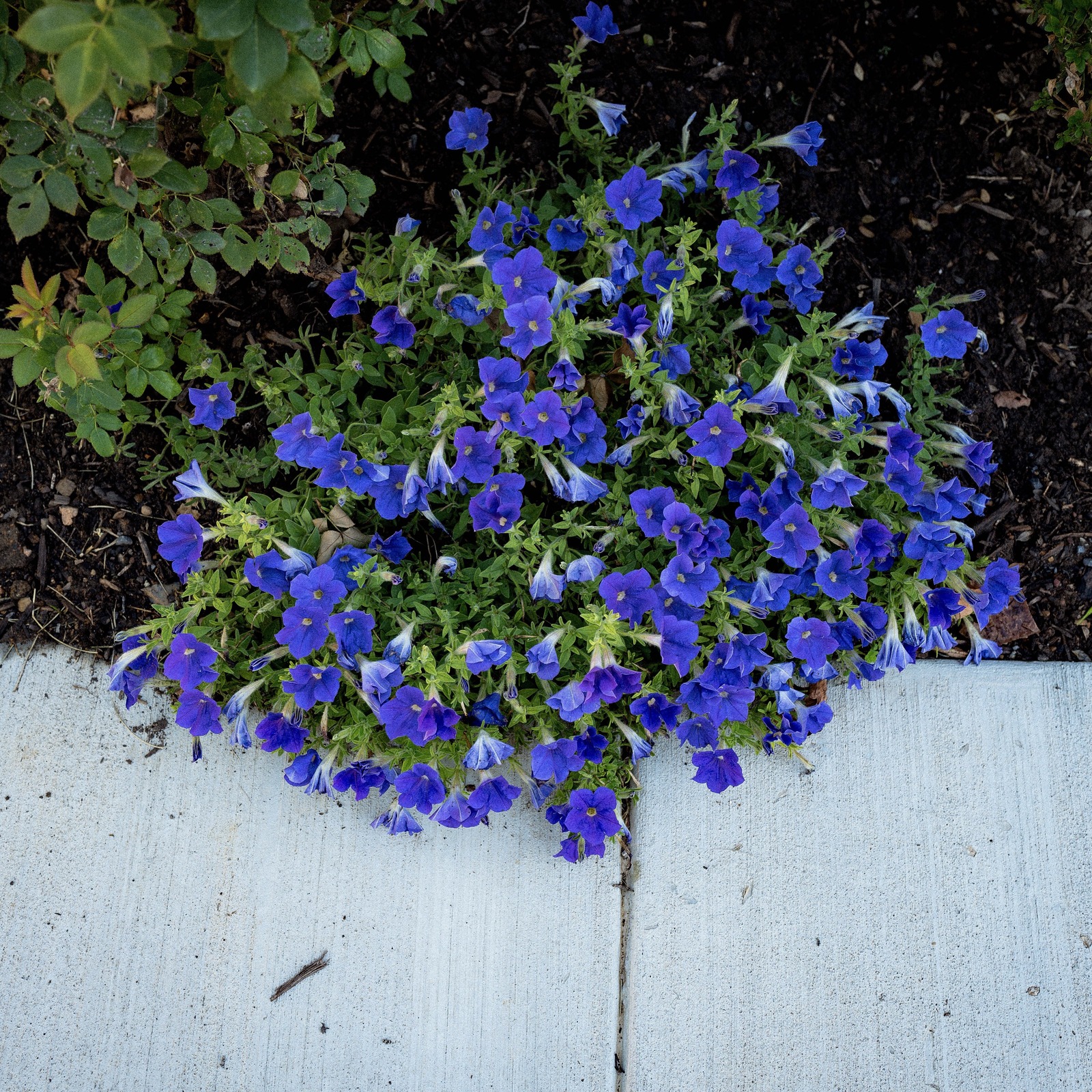Vibrant Blossoms in the Corner