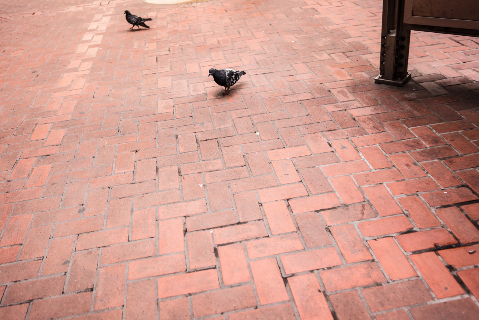 Urban Pigeon Stroll