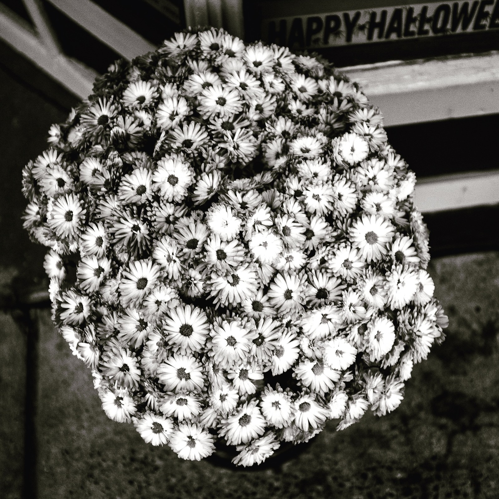 Monochrome Blossom Bounty