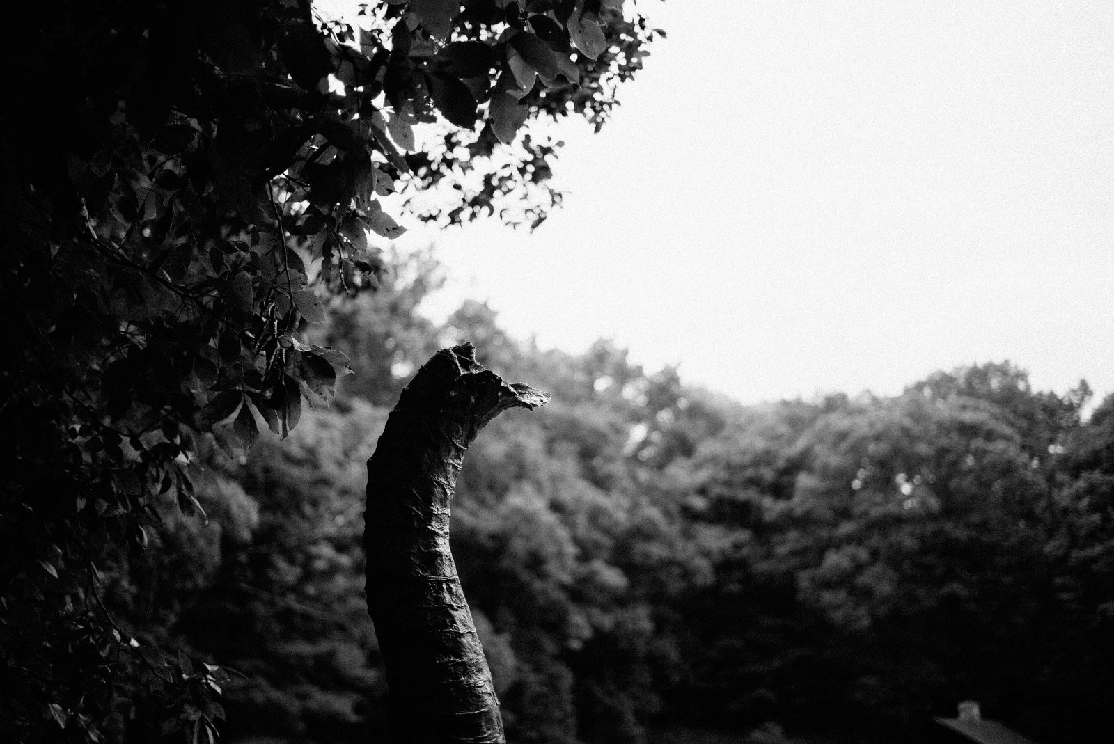 Twisted Nature's Embrace