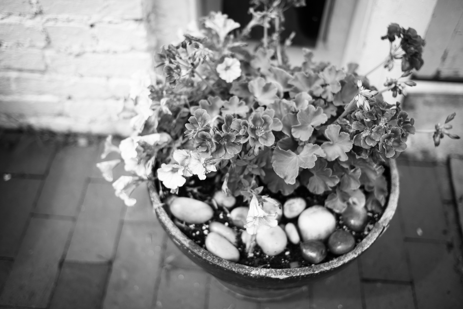 Monochrome Garden Serenity