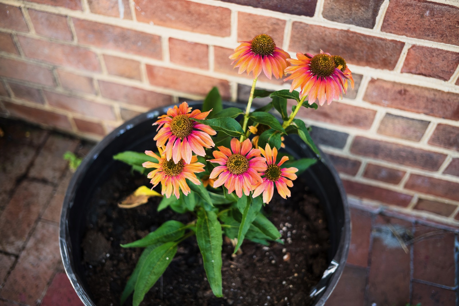 Vibrant Blooms in Urban Serenity