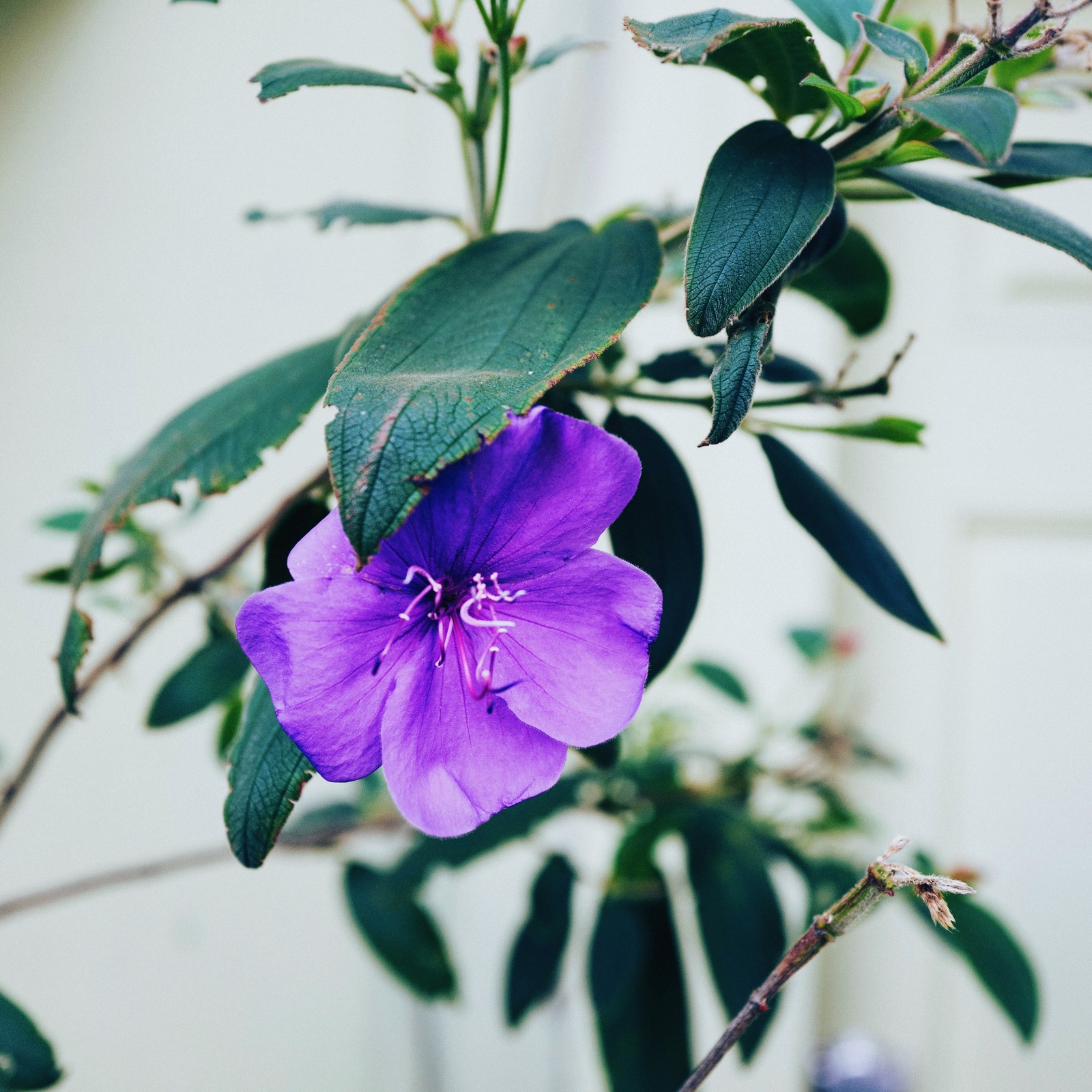 Bold Bloom Amidst Leaves