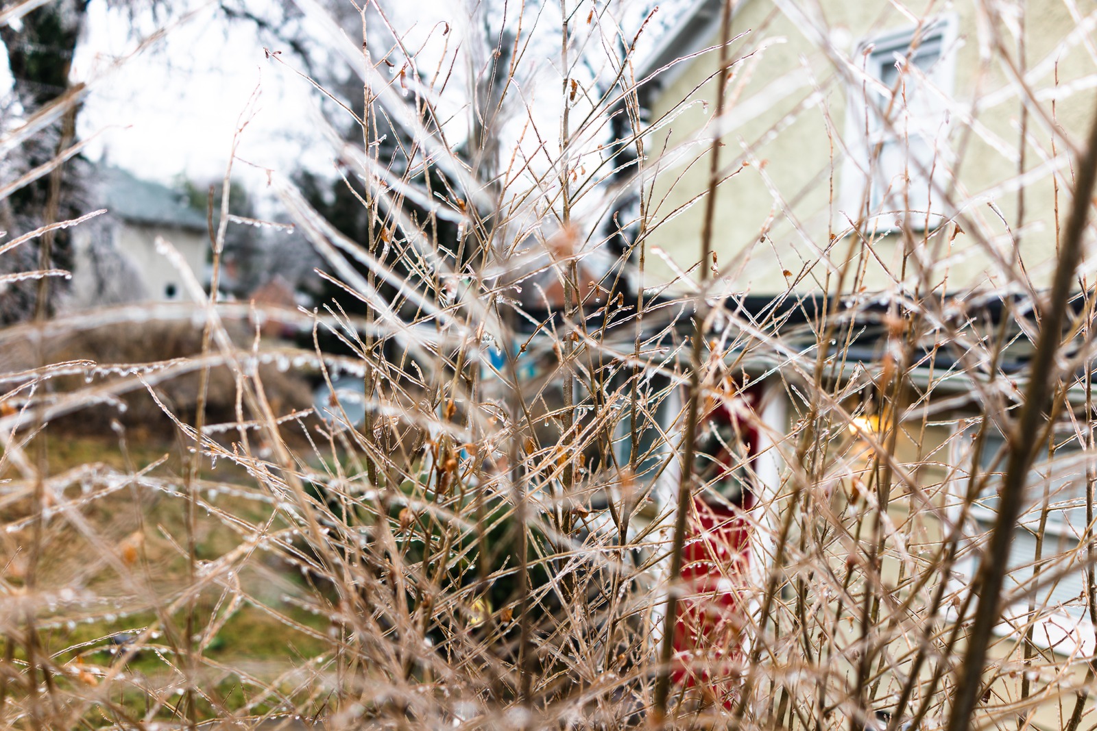 Winter's Fragile Web