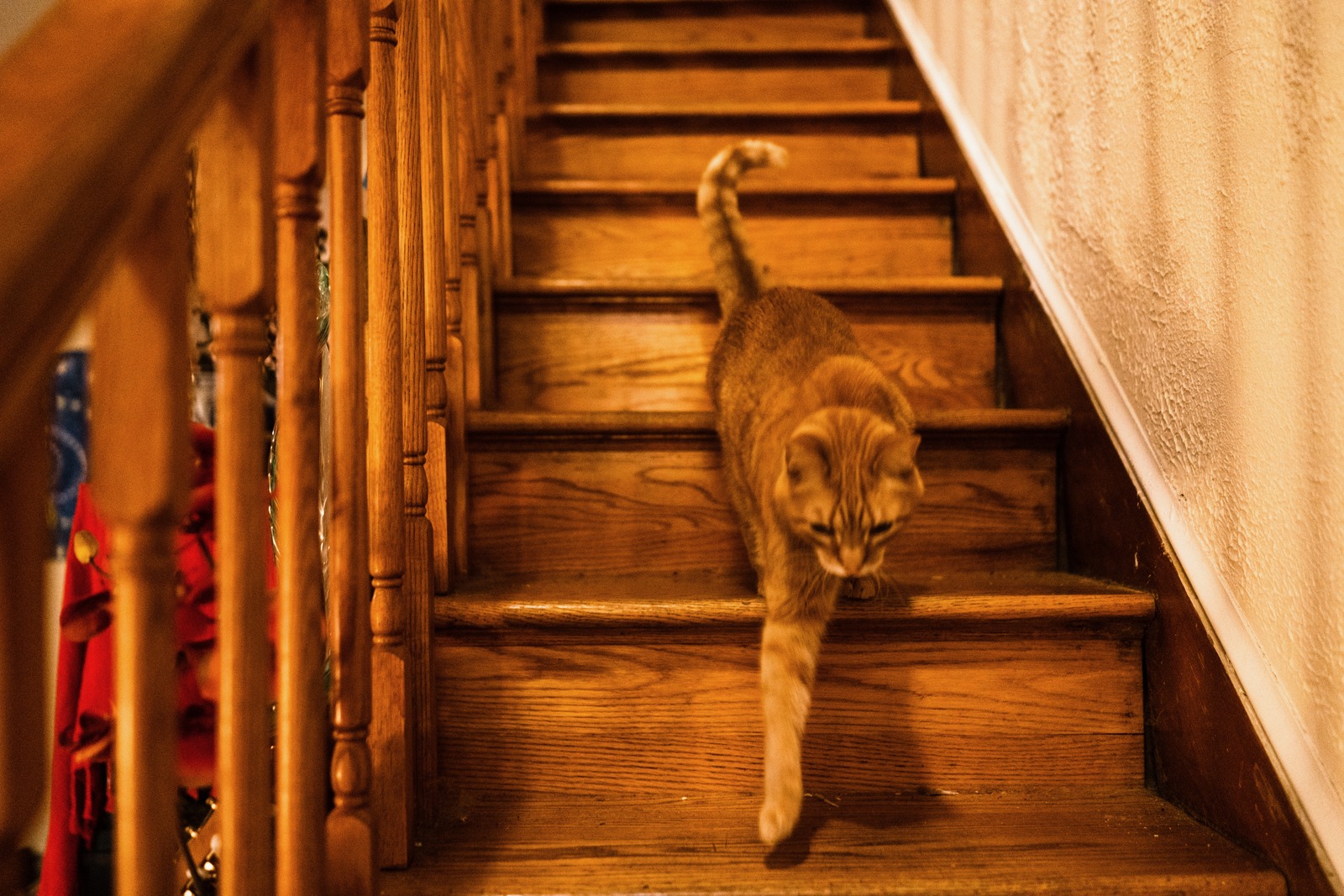 Cat on the Stairs