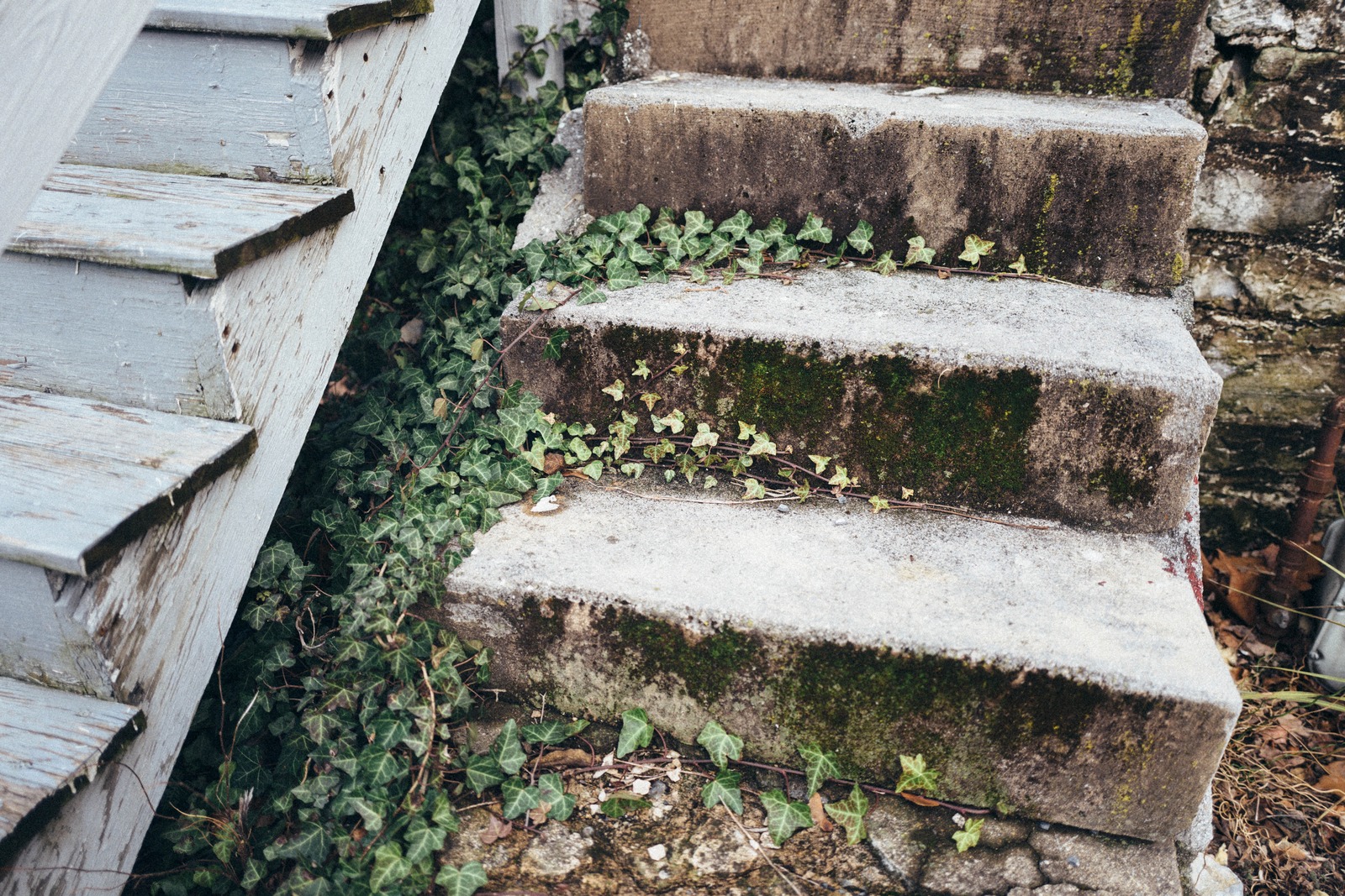 Nature's Embrace of Stone