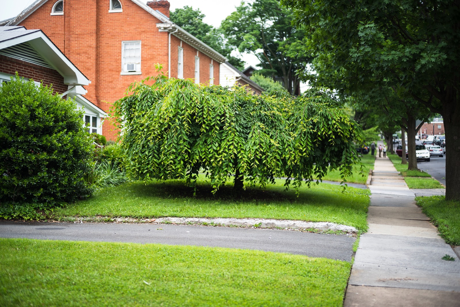 Lush Greenery in Urban Setting
