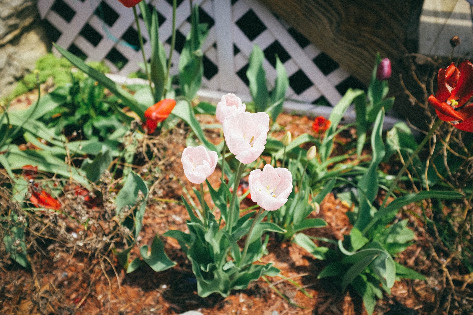 Spring's Gentle Embrace