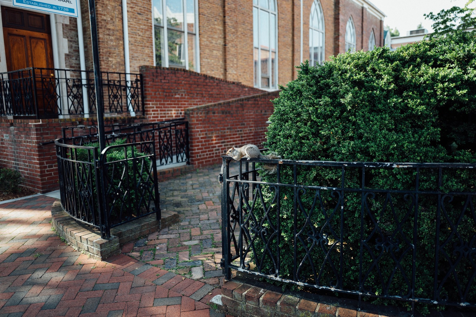 Quiet Woodland Intruder