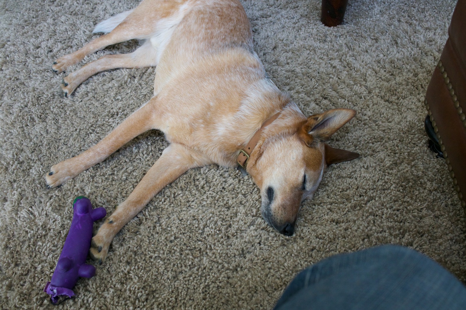 Peaceful Canine Slumber