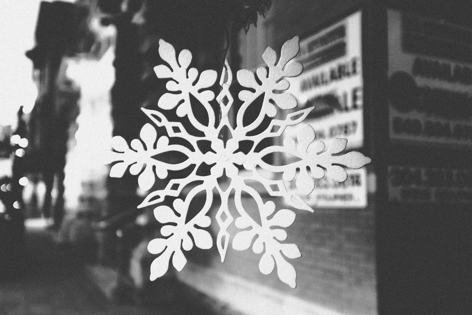 Winter's Silent Beauty