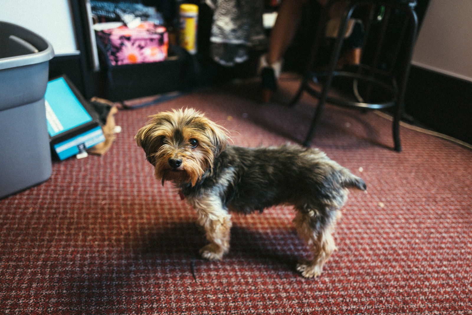 Curious Companion in a Cozy Space