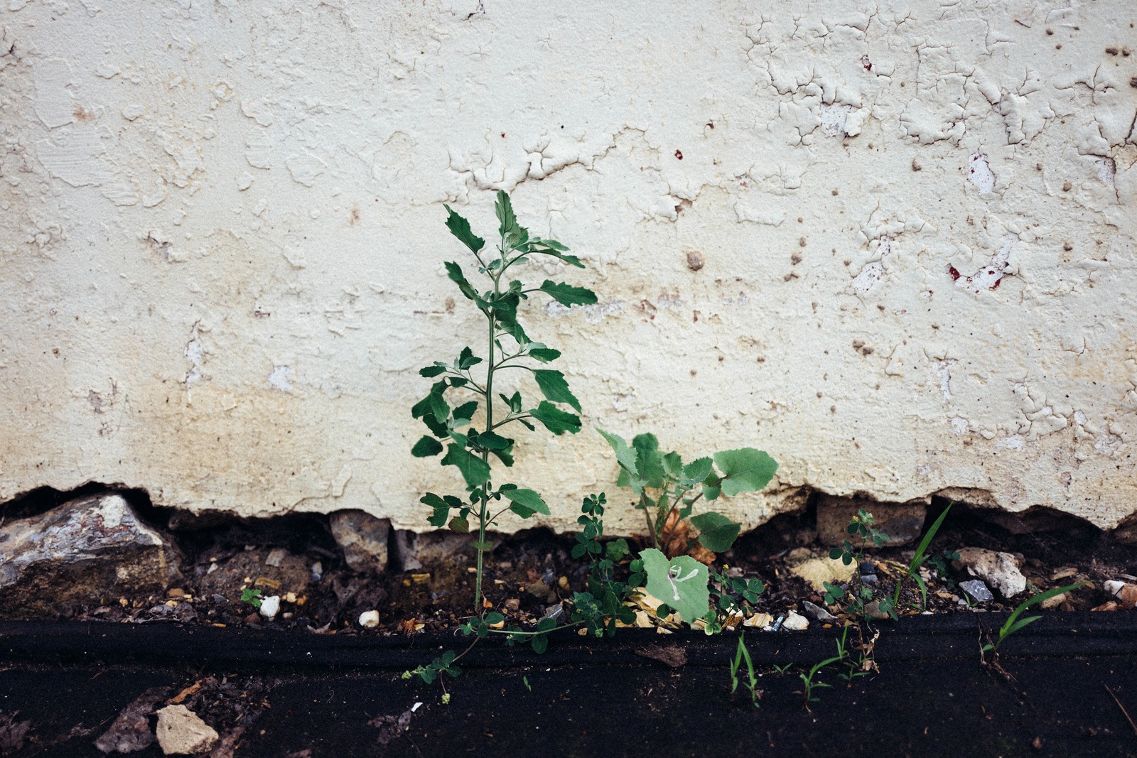 Resilience in Urban Decay