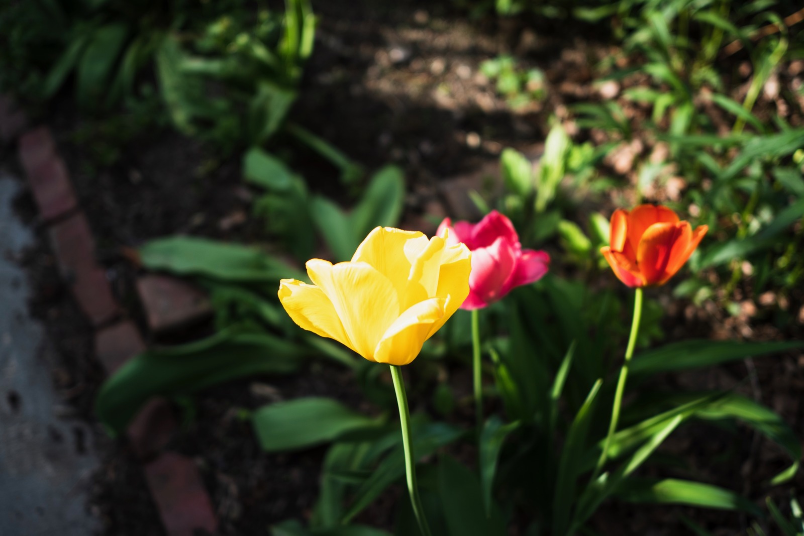 Brilliant Spring Tulips