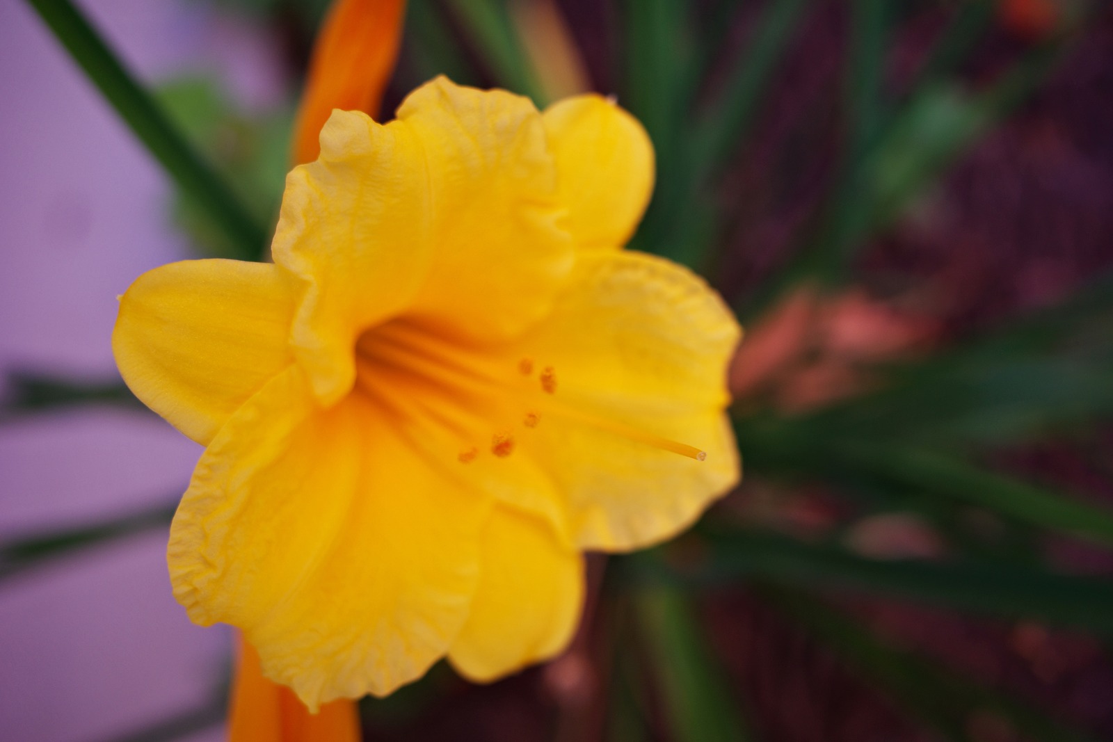 Radiant Yellow Blossom