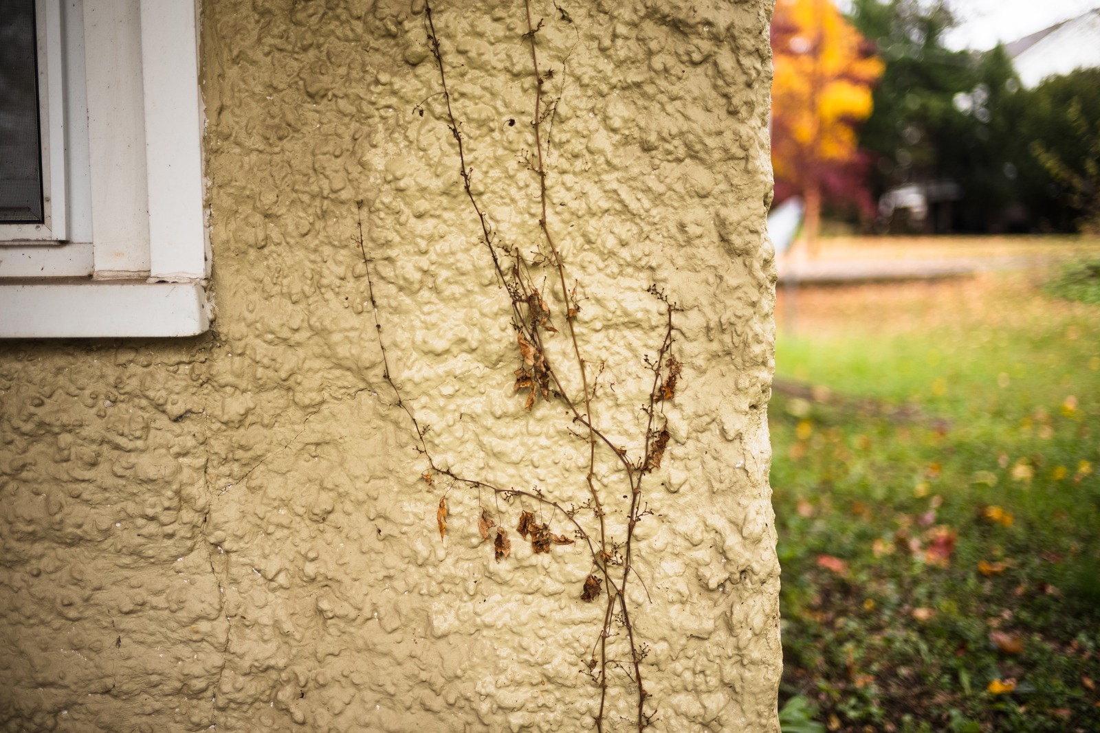 Nature's Embrace on a Wall