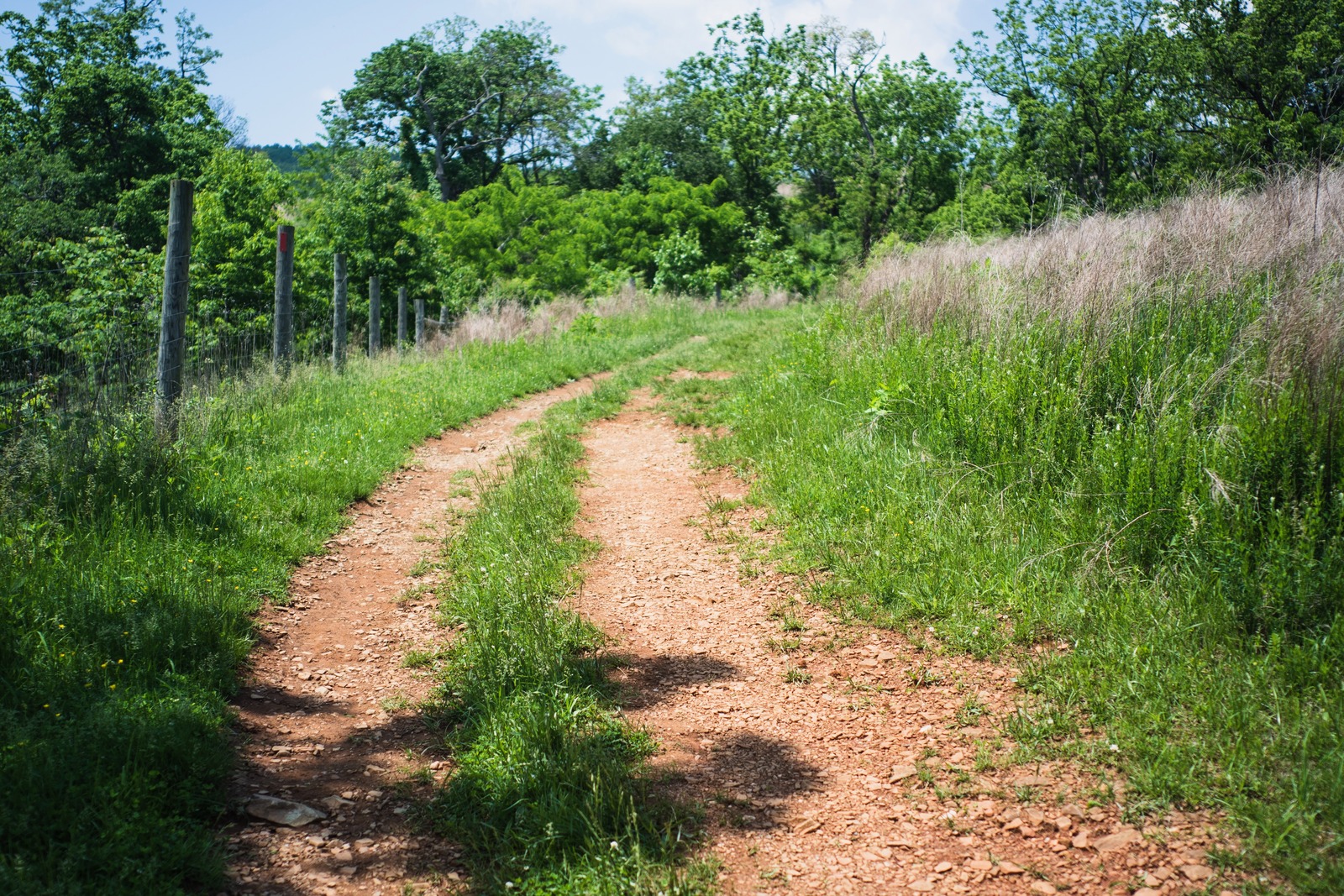 Winding Path Through Nature