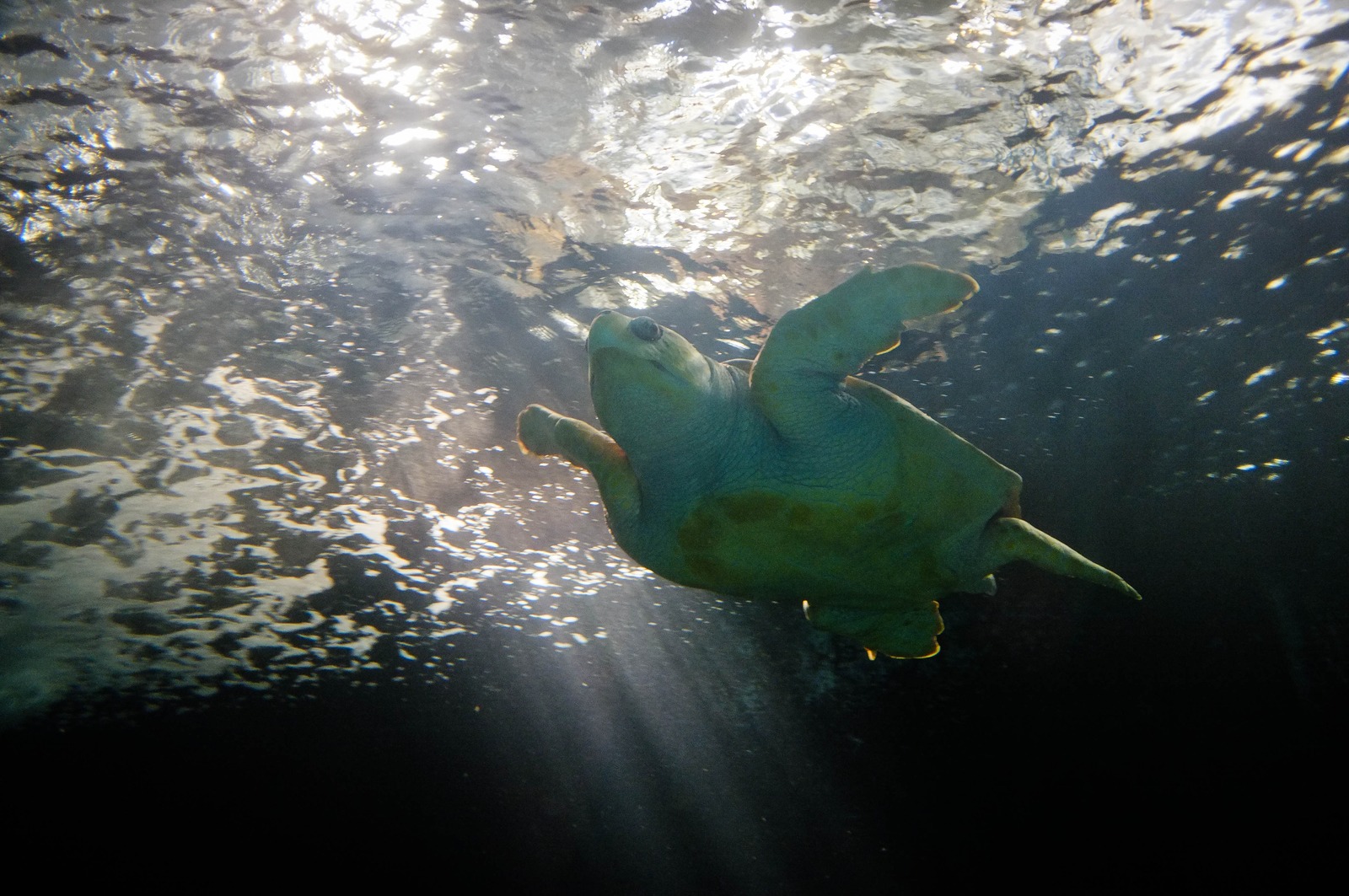 Ethereal Turtle Voyage