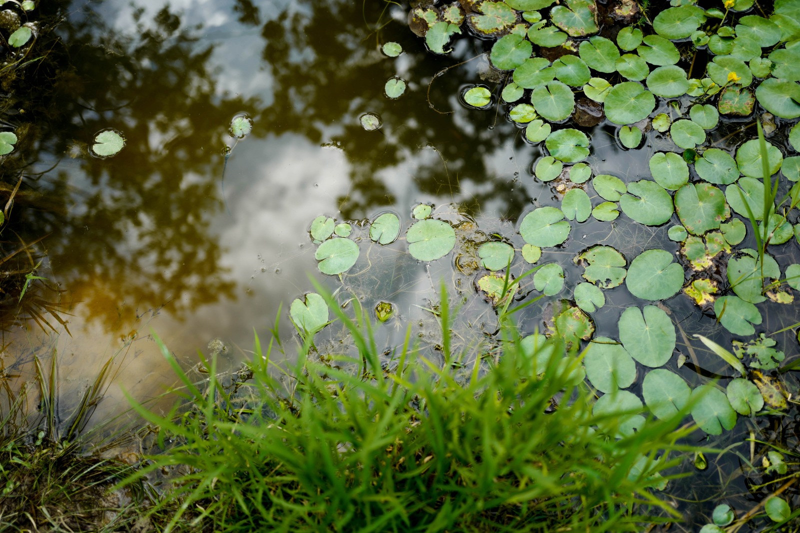 Reflections on a Still Pond