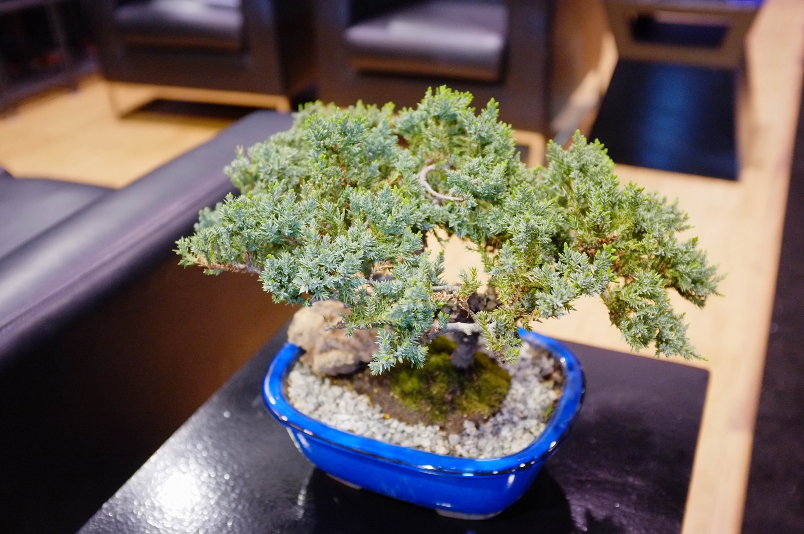 Tranquil Bonsai Scene