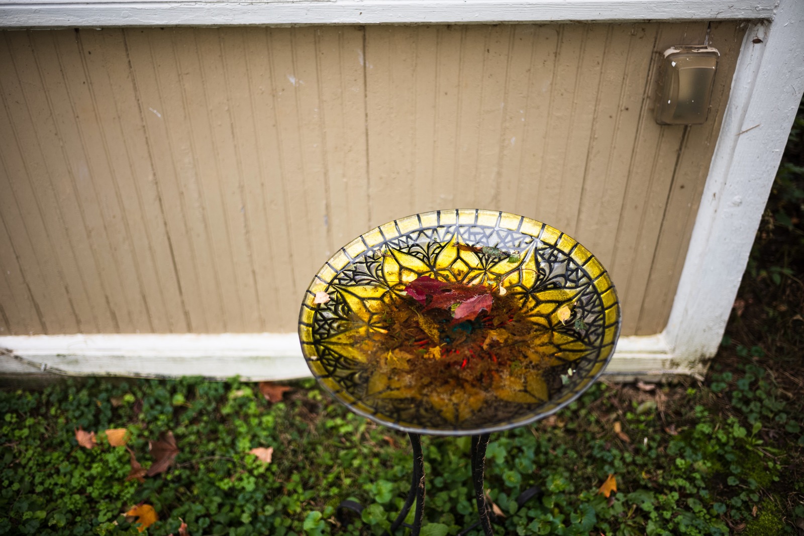 Nature's Reflections